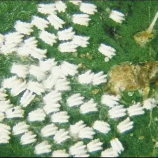 thumbnail for publication: Citrus Scale Pests